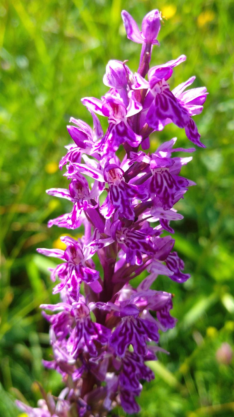 Dactylorhiza fuchsii o majalis?